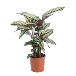Calathéa Varié H. 75 cm pot D.19 cm