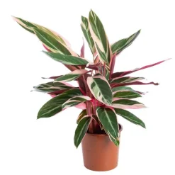 Calathéa Varié H. 75 cm pot D.19 cm