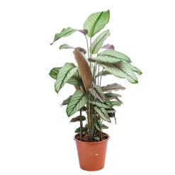 Calathéa Varié H. 75 cm pot D.19 cm