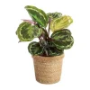 Calathea avec cache-pot en céramique - Ø 14 cm