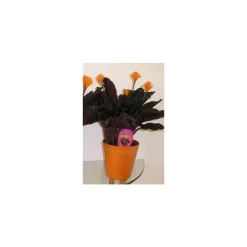 Calathea Crocata et cache-pot