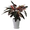 Calathea mix feuille ronde. Le pot de 21 cm