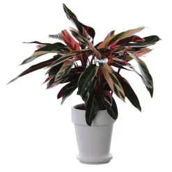 Calathea mix feuille ronde. Le pot de 21 cm