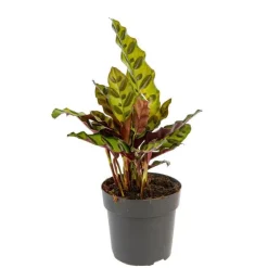 Calathea Mix pot Ø11 cm