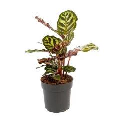 Calathea Mix pot Ø11 cm