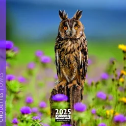 Calendrier 2025 chouettes coloris multicolore Aquarupella - 16,5 x 16,5 cm