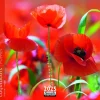 Calendrier 2025 coquelicots coloris multicolore Aquarupella - 16,5 x 16,5 cm