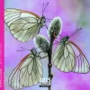 Calendrier 2025 papillons coloris multicolore Aquarupella - 16,5 x 16,5 cm