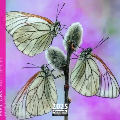 Calendrier 2025 papillons coloris multicolore Aquarupella - 16,5 x 16,5 cm
