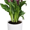 Calla avec son cache-pot - Ø 15 cm