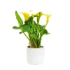 Calla mix + cache-pot de 10.5 cm