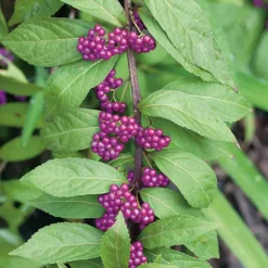 Callicarpe de Bodinier (Arbuste aux bonbons) Issai violet. Le pot de 3 litres
