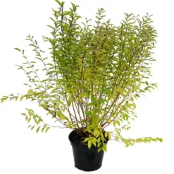 Callicarpe de Bodinier (Arbuste aux bonbons) Issai violet. Le pot de 3 litres