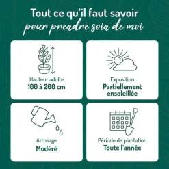 Callicarpe de Bodinier (Arbuste aux bonbons) Issai violet. Le pot de 3 litres