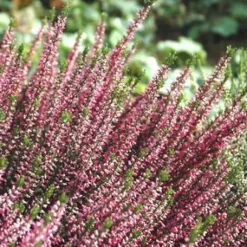 Calluna ou Bruyère commune variée rose. Le pot déco de 3 litres