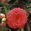 Camélia Japonica variée 40/50. Le pot de 4 litres
