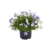 Campanula Blue Wonder - Le pot de 10.5 cm