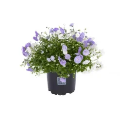 Campanula Blue Wonder - Le pot de 10.5 cm