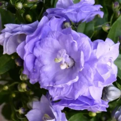 Campanula Blue Wonder - Le pot de 10.5 cm