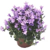 Campanula Get Me bleue - Le pot de 10.5 cm
