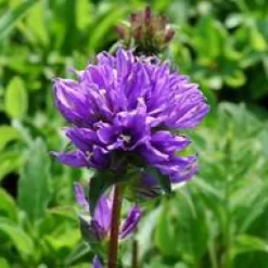 Campanula Glomerata - Le pot de 1 litre