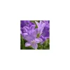 Campanula Muralis - Le pot de 3 litres
