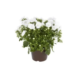 Campanula White Wonder - Le pot de 10.5 cm