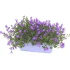 Campanule à fleurs coloris bleu. La jardinière de 25 cm