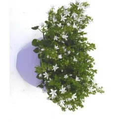 Campanule Addenda - La coupe de 20 cm