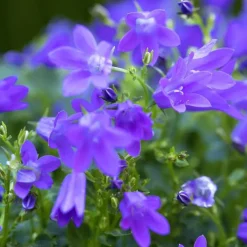 Campanule Addenda - Le panier déco