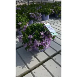 Campanule Addenda - Le pot de 1 litre