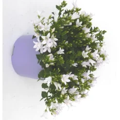 Campanule Addenda en duo de s - Le pot de 1 litre