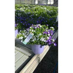 Campanule Addenda en duo de s - Le pot de 1 litre