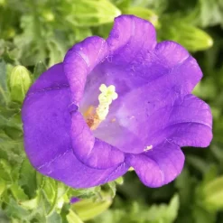 Campanule Appeal - Le pot de 1 litre