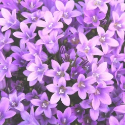 Campanule des murs - Le pot de 2 litres