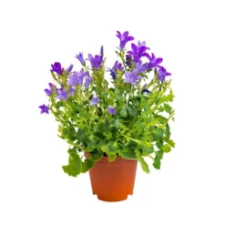 Campanule Get me Plante Baby en pot Ø 5,5/6 cm