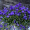 Campanule Purple Ambella - Le pot de 0,5 litre