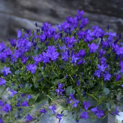 Campanule Purple Ambella - Le pot de 0,5 litre