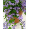 Campanule Stella - Le pot de 2 litres