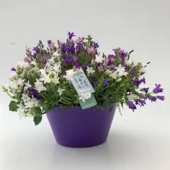 Campanule Trio - La coupe de 21 cm