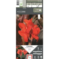 Canna nain Corail rouge orangé Ernest Turc - 1 bulbe