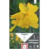 Canna nain Salsa jaune Ernest Turc - 1 bulbe