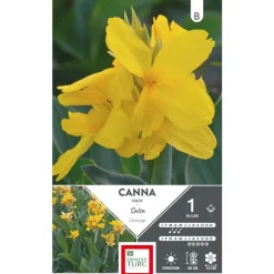 Canna nain Salsa jaune Ernest Turc - 1 bulbe