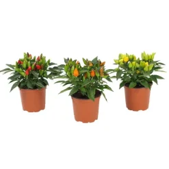 Capsicum Plante Baby en pot Ø 5,5/6 cm