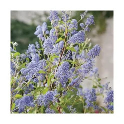 Ceanothe (CEANOTHE GLOIRE DE VERSAILLES), en pot de 7 litres
