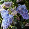 Ceanothe (CEANOTHUS THYRSIFLORUS SKYLARK) Le pot de 3 litres