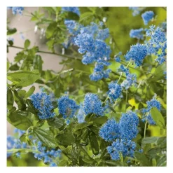 Ceanothe (CEANOTHUS VARIEE) Le pot de 3 litres