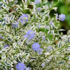 Ceanothe Impressus Cool Blue. Le pot de 4 litres