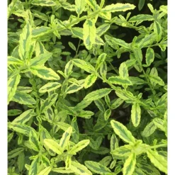 Ceanothe Impressus Lemon and Lime. Le pot de 4 litres