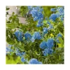 Ceanothe Italian Skies en pot de 3 litres
